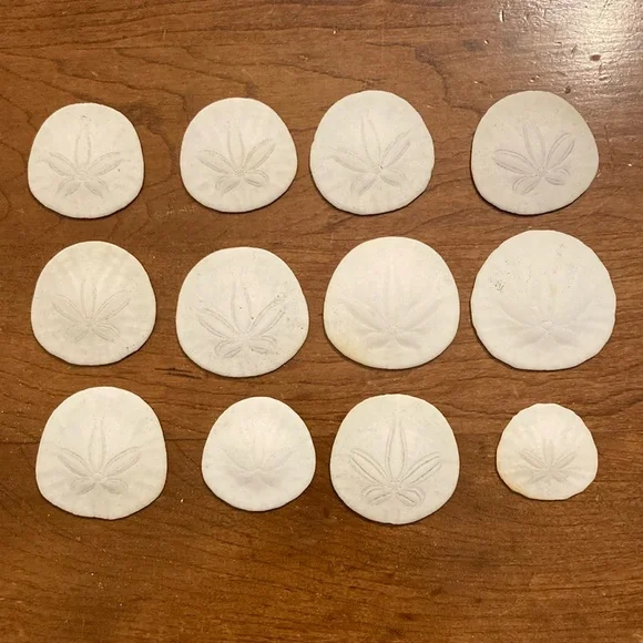 12 Real sand dollars - Picture 5 of 8